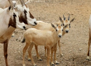 Gazelles_Oryx 1