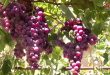 Estiman en más de 54 mil toneladas, producción de uvas en provincia de Sweida (fotos)