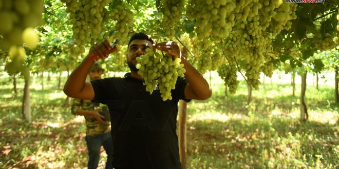 Los campos de uva en Alepo, norte de Siria
