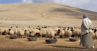 Terroristas asesinan a tres pastores y roban 1.000 ovejas en Hama/Siria