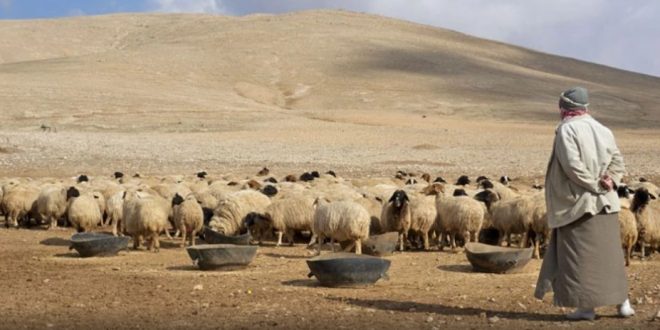 Terroristas asesinan a tres pastores y roban 1.000 ovejas en Hama/Siria
