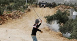 Fuerzas de ocupación israelíes hieren a decenas palestinos y arrancan a 50 olivos en Jerusalén