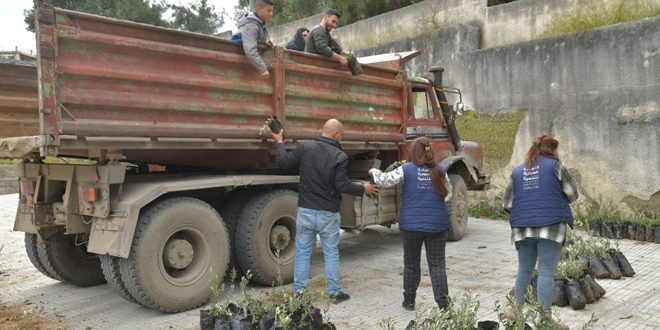 Distribuyen más de ocho mil plántulas de olivos a aldeas del campo de Latakia