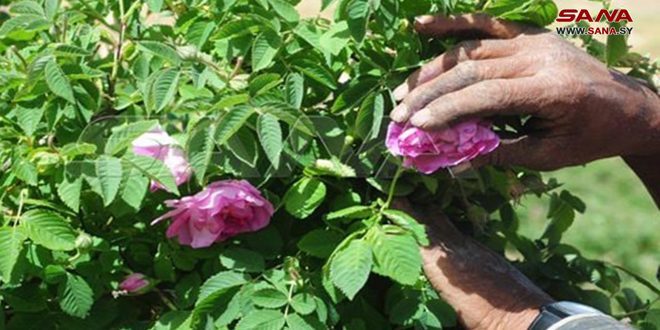 La Rose damascène… arôme qui atteint toute l’humanité