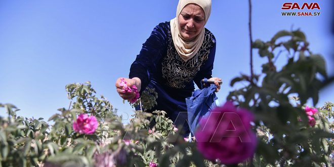 Трепетное отношение к дамасской розе у жителей селения Аль-Мрах