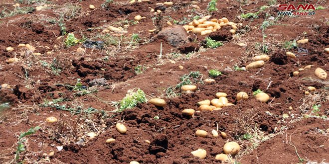 В провинции Дараа урожай картофеля превысит 52 тысяч тонн