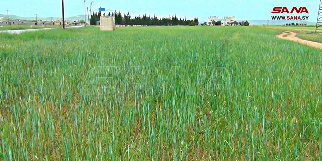 El Gab Ovasında  9435 Hektar Buğday Ve 863 Hektar Şeker Pancarı Ekildi