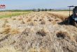 حصاد 306 هكتارات من محصول القمح والشعير في حمص