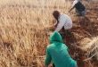 زراعة درعا: اتخاذ التدابير اللازمة لإنجاح موسم الحصاد والتسويق