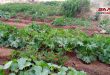 زيادة المساحات المزروعة بالخضروات والمحاصيل الصيفية في القنيطرة