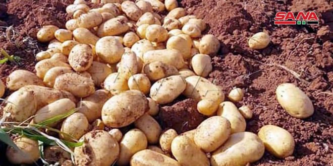 انتهاء الاكتتاب على بذار البطاطا للأصناف المستوردة في السويداء