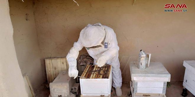 الدورات الإرشادية لمربي النحل بريف الحسكة تزيد من إنتاجية مشاريعهم الصغيرة