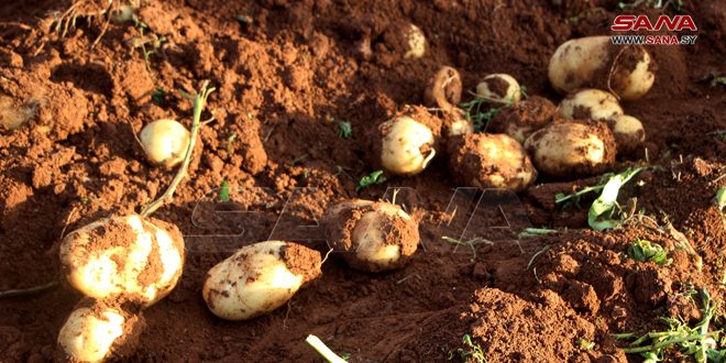 بدء توزيع بذار البطاطا المستوردة على الفلاحين في حماة