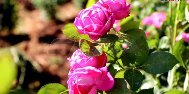 Aumenta el cultivo de la Rosa de Damasco, la reina de las flores, en Hama (fotos)