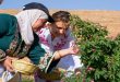 Primera Dama comparte con los lugareños de Al-Mrah la cosecha de la Rosa de Damasco (+fotos )