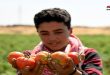 Damasco-campo produce más de 30 mil toneladas de tomate (+fotos)