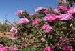 El cultivo de la Rosa Damascena, una tradición siria milenaria que difunde aroma y belleza