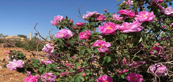 El cultivo de la Rosa Damascena, una tradición siria milenaria que difunde aroma y belleza