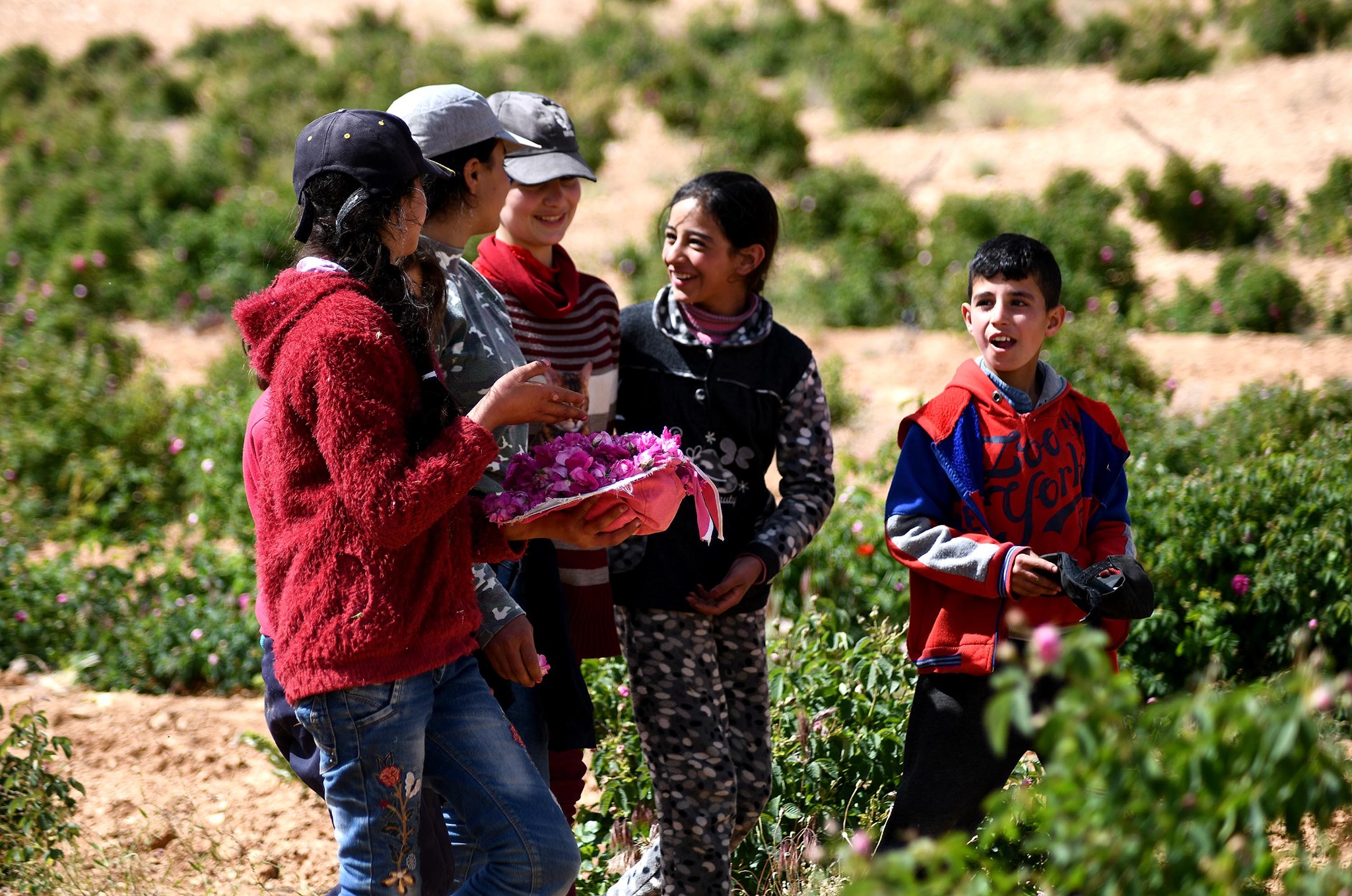 Rosa de Damasco, embajadora de paz de Siria al mundo Agencia SANA Rosa de Damasco, embajadora de paz de Siria al mundo Agencia SANA