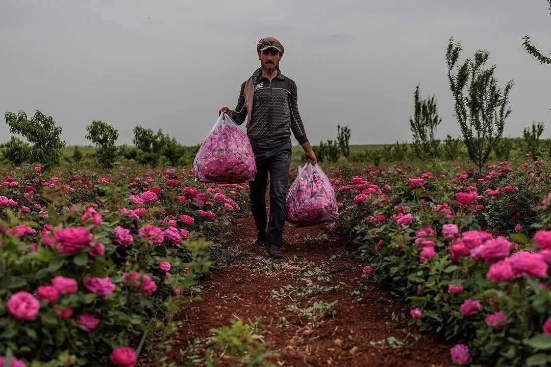 Rosa de Damasco, embajadora de paz de Siria al mundo Agencia SANA Rosa de Damasco, embajadora de paz de Siria al mundo Agencia SANA