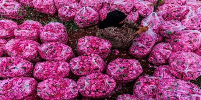 Rosa de Damasco, embajadora de paz de Siria al mundo Agencia SANA Rosa de Damasco, embajadora de paz de Siria al mundo Agencia SANA