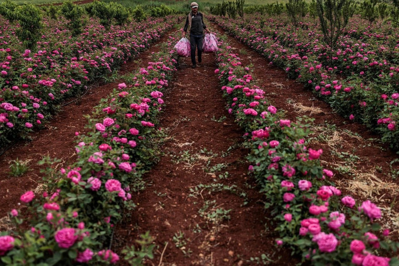 Rosa de Damasco, embajadora de paz de Siria al mundo Agencia SANA Rosa de Damasco, embajadora de paz de Siria al mundo Agencia SANA
