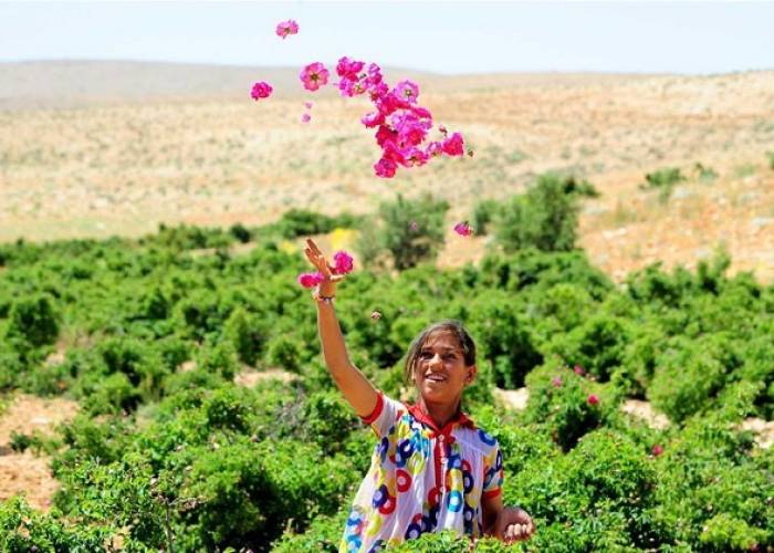 Rosa de Damasco, embajadora de paz de Siria al mundo Agencia SANA Rosa de Damasco, embajadora de paz de Siria al mundo Agencia SANA