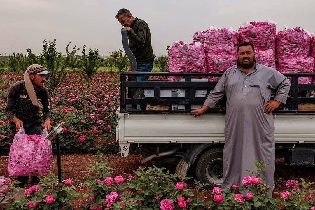 Rosa de Damasco, embajadora de paz de Siria al mundo Agencia SANA Rosa de Damasco, embajadora de paz de Siria al mundo Agencia SANA