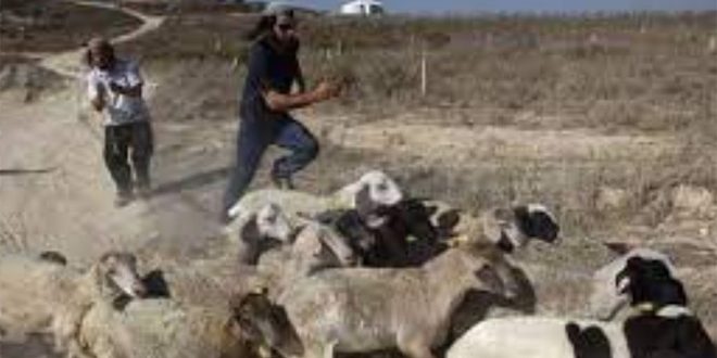 מספר חקלאים פלסטינים נפצעו כשנתקפו על ידי מתנחלים בדרום חברון