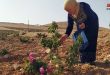 התחלת פסטיבל קטיפת הוורד הדמשקאי בכפר אל-מראח בריף דמשק