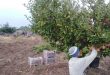 האגודה השיתופית לשיווק ירקות ופירות באל-סווידאא קיבלה לעונה הנוכחית 300 טון תפוחים