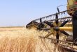 Dara’da Buğday Pazarlamasına Hız Kesmeden Devam Ediliyor