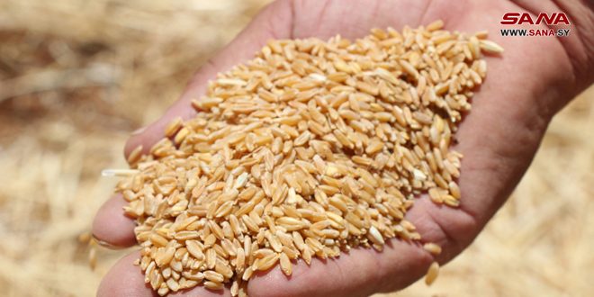 İdlib’in Kurtarılan Kırsalında 2 Bin Çiftçiye Buğday Tohumu Bağışı Dağıtıldı