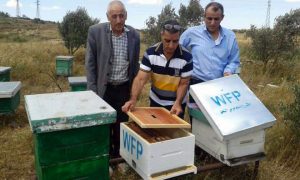 النحل المصري يتسبب بخسائر في قطاع النحل بحمص 20-19-300x180