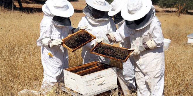 تربية النحل في حماة.. رأسمال قليل ومردود وفير 1-607-660x330