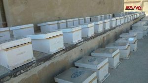توزيع 1500 خلية نحل في السفيرة بريف حلب 1-45-300x169