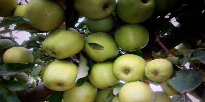 محصول التفاح بين الميزة والمعاناة السويداء نموذجا S A N A