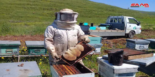 انتعاش تربية النحل بحمص.. توزيع 1500 خلية وإنتاج 280 طن عسل 08-3