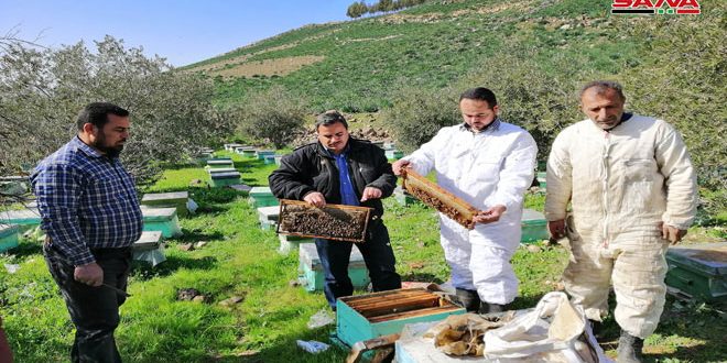 تعافي قطاع تربية النحل في درعا- فيديو 31-1-660x330