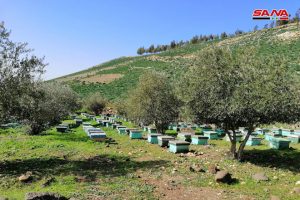 تعافي قطاع تربية النحل في درعا- فيديو 33-7-300x200