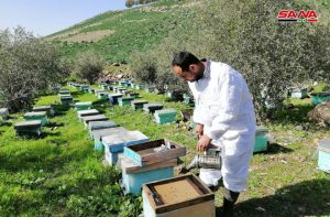تعافي قطاع تربية النحل في درعا- فيديو 34-300x197