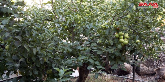 أكثر من 32 ألف طن تقديرات إنتاج التفاح في اللاذقية S A N A