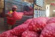تقديرات بإنتاج 5500 طن من البصل في درعا