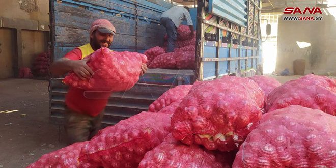 تقديرات بإنتاج 5500 طن من البصل في درعا