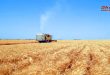 حصاد أكثر من 49 ألف هكتار مزروعة بالقمح في منطقة الغاب