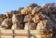 السورية للتجارة بحماة: خطوات لدعم مزارعي البطاطا واستقرار الأسواق