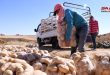 زراعة حمص: نحو 44 ألف طن تقديرات إنتاج البطاطا الربيعية