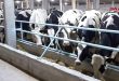 منشأة الأبقار في طرطوس تحصل على 100 رأس من البكاكير الحوامل