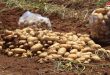 إكثار البذار في السويداء يفتح باب الاكتتاب على بذار البطاطا للعروة الخريفية