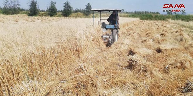 حصاد نحو 1700 هكتار من القمح والشعير